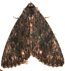 Crioa acronyctoides