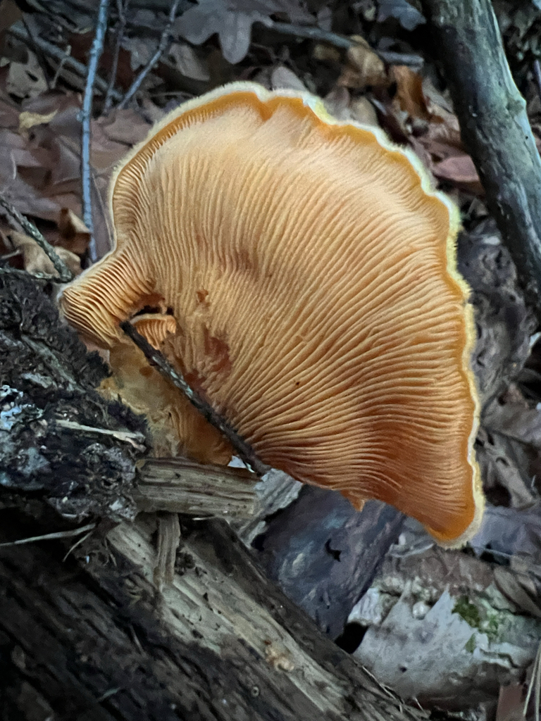 Stinking Orange Oyster