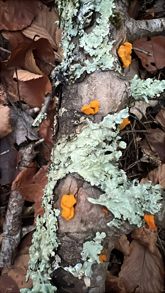 Orange Jelly Spot