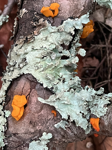 Orange Jelly Spot