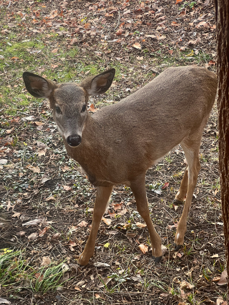 White-tailed Deer