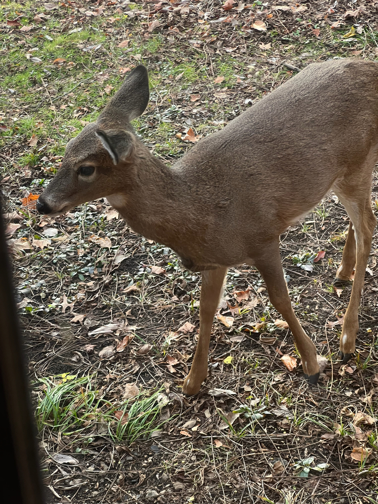 White-tailed Deer
