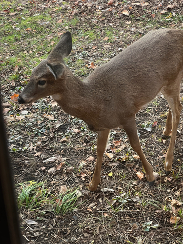 White-tailed Deer