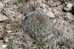 Lobivia cinnabarina