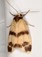 Thallarcha chrysochares