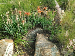 Aloe verecunda
