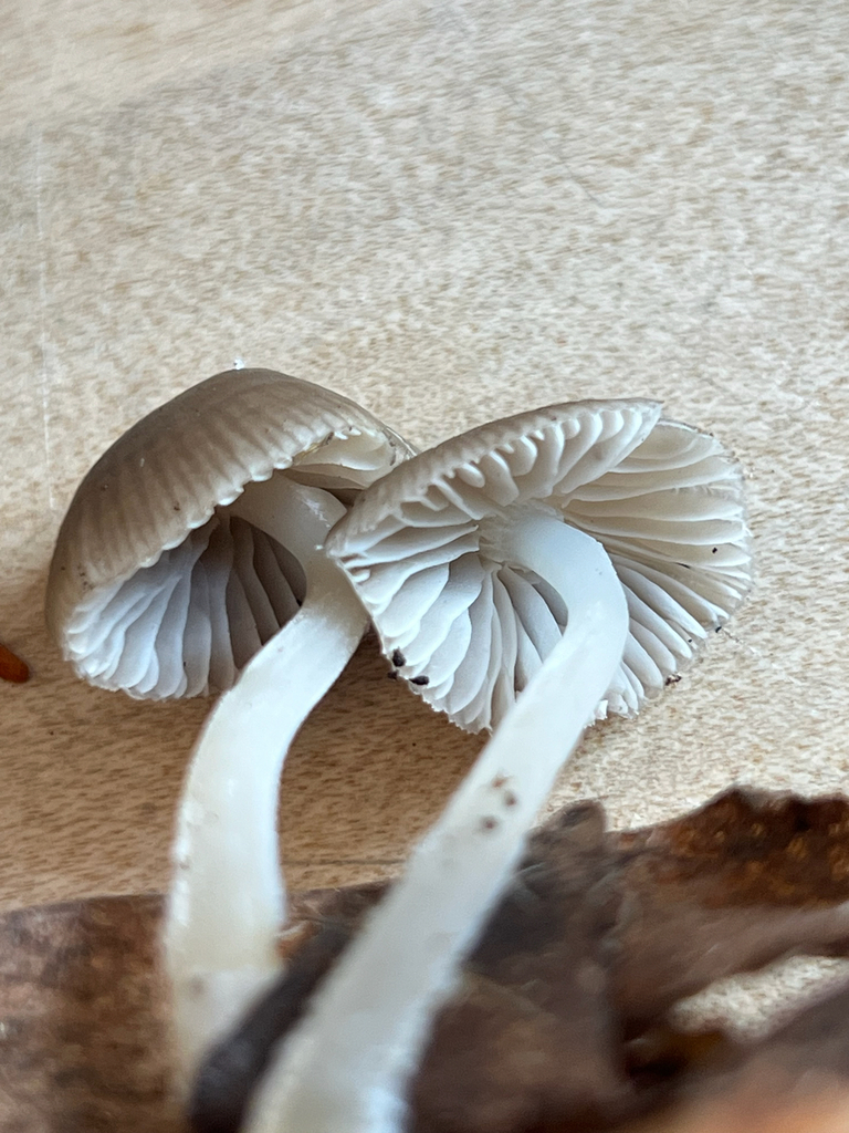 clustered bonnet