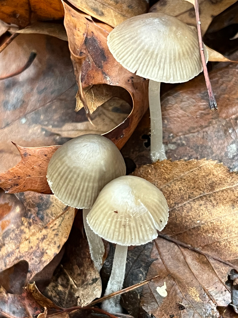 clustered bonnet