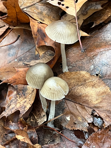 clustered bonnet