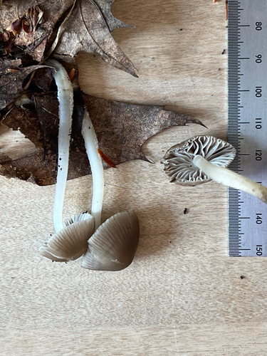 clustered bonnet