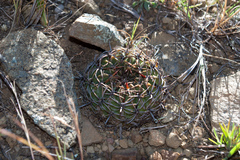 Lobivia cinnabarina