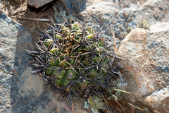 Lobivia cinnabarina