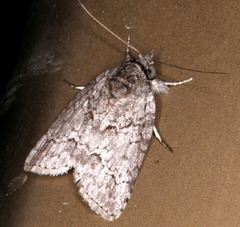 Nycteola polycyma