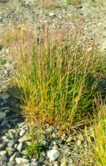 Arctagrostis arundinacea