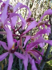 Laelia