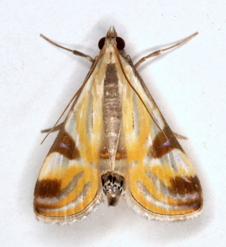 Fig Leaf Moth