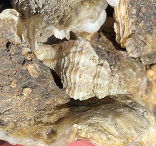 Urosalpinx perrugata, 2025-11-28