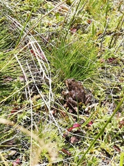 Pleurodema bufoninum