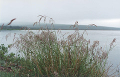 Arctagrostis arundinacea