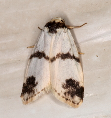 Thallarcha sparsana