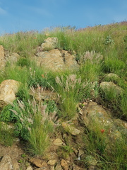 Aloe verecunda