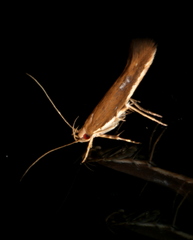 Glaphyristis marmarea