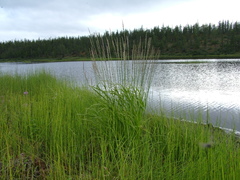 Arctagrostis arundinacea