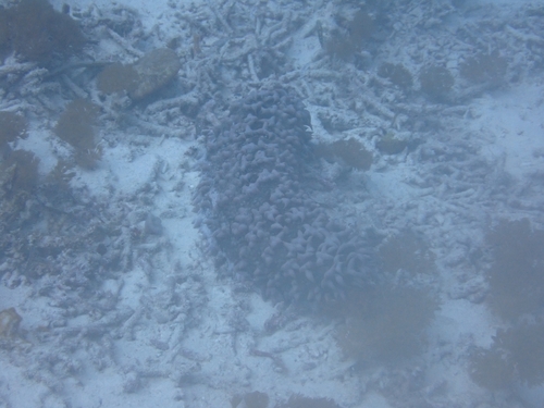 Pineapple Sea Cucumber (Thelenota ananas)