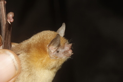 Pteronotus