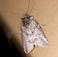 Nycteola polycyma