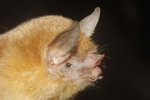 Davy's Naked-backed Bat