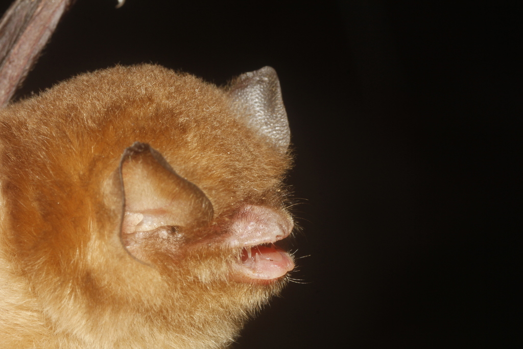 Mexican Greater Funnel-eared Bat