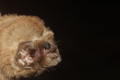 Mormoops megalophylla