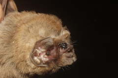 Mormoops megalophylla