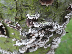 Chondrostereum purpureum