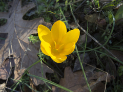 Crocus olivieri