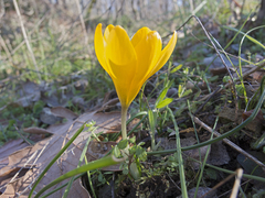 Crocus olivieri
