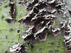 Chondrostereum purpureum