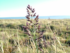 Arctagrostis latifolia