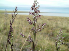 Arctagrostis latifolia