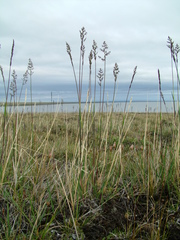 Arctagrostis latifolia