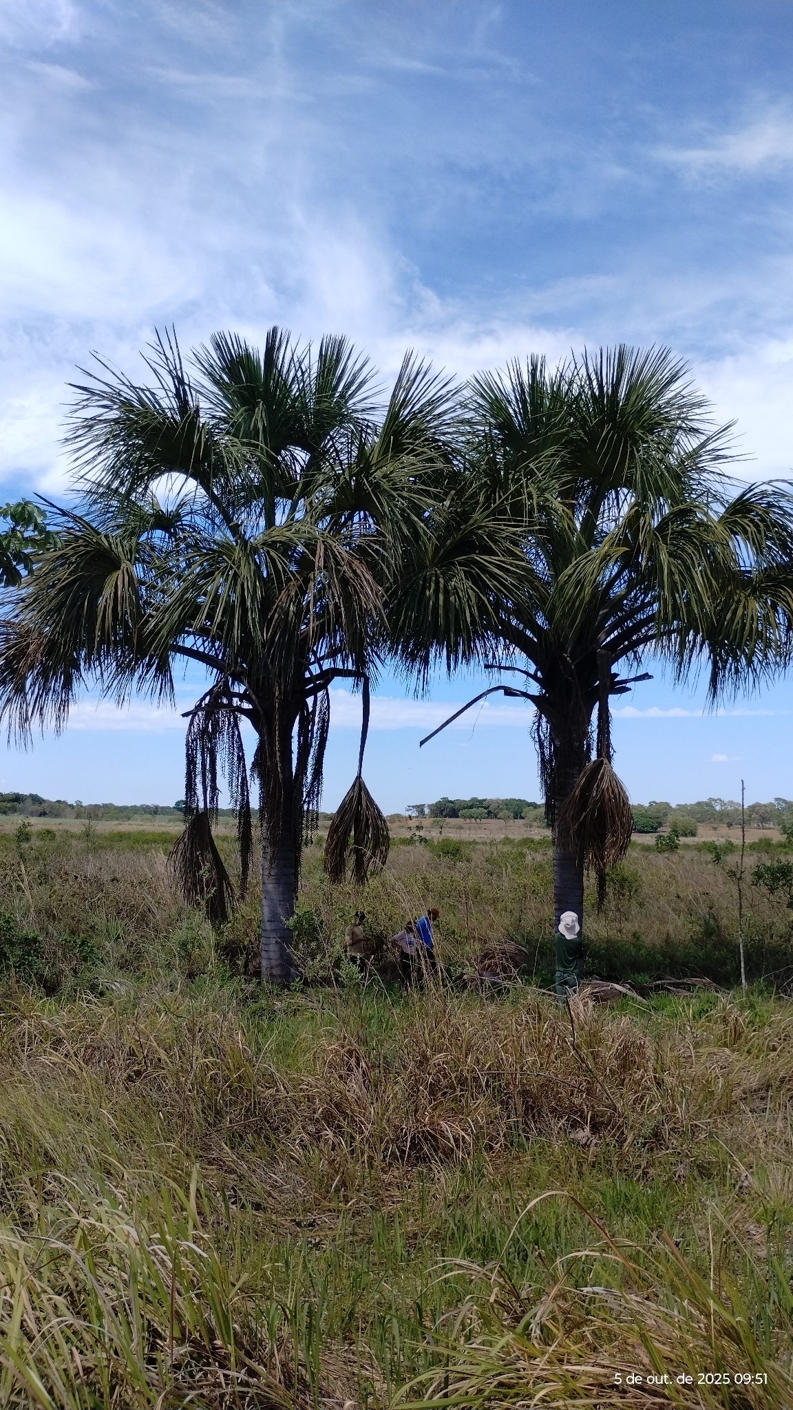 Mauritia flexuosa