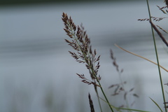 Arctagrostis latifolia