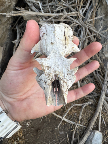 Yellow-bellied Marmot observed by thesassyteapot