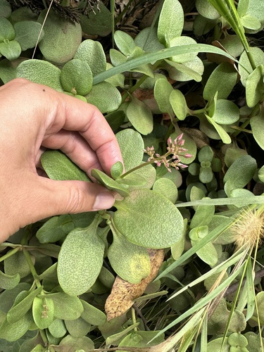 Crassula multicava observed 2025-11-28