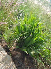 Hypoxis galpinii