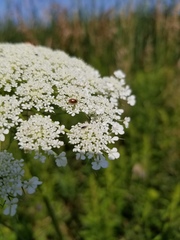 Contacyphon variabilis