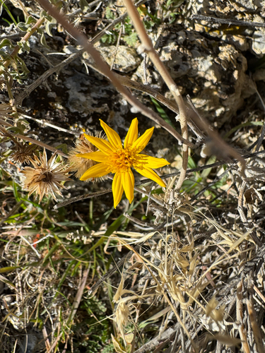 Spokane false goldenaster (Heterotheca hirsuta)