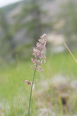 Arctagrostis latifolia