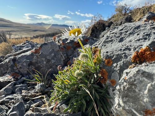 Erigeron concinnus var. condensatus